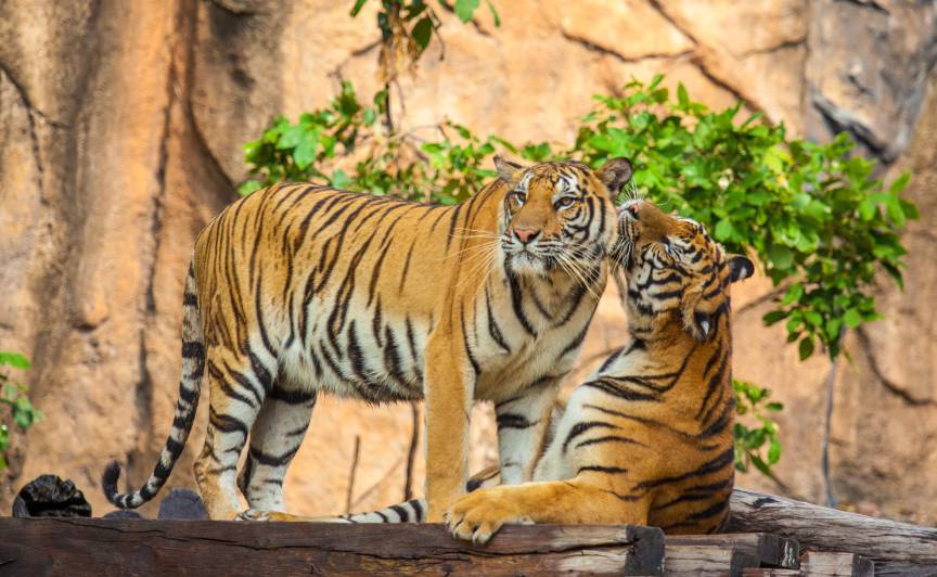 ranthambore national park wildlife